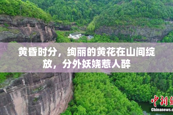 黄昏时分，绚丽的黄花在山间绽放，分外妖娆惹人醉