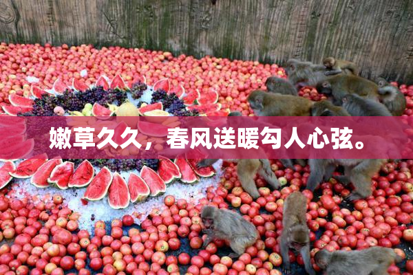 嫩草久久，春风送暖勾人心弦。