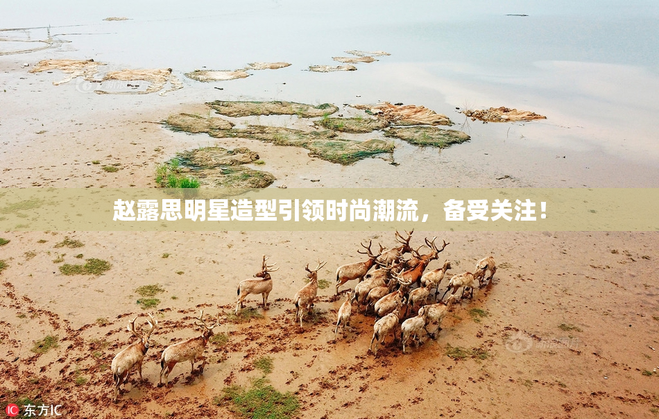 赵露思明星造型引领时尚潮流，备受关注！