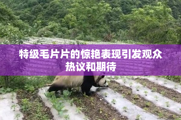 特级毛片片的惊艳表现引发观众热议和期待