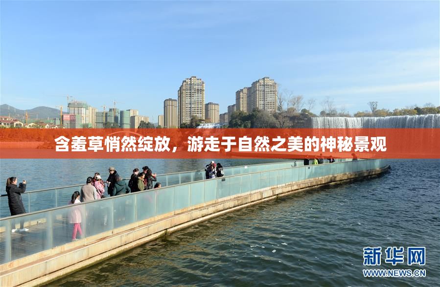 含羞草悄然绽放，游走于自然之美的神秘景观