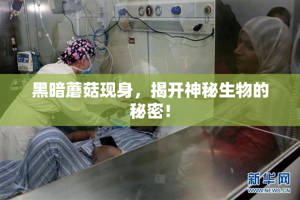 黑暗蘑菇现身，揭开神秘生物的秘密！