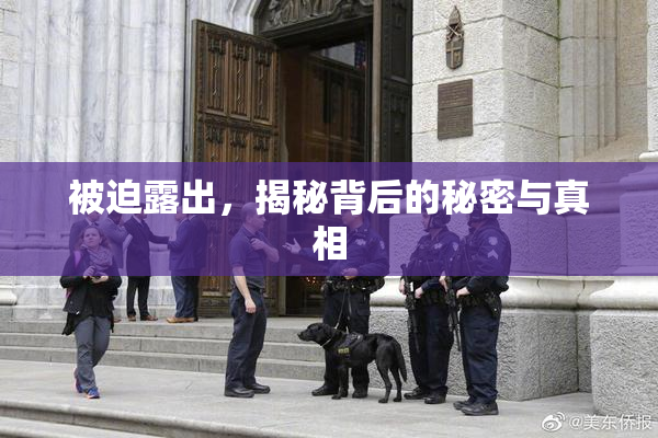 被迫露出，揭秘背后的秘密与真相