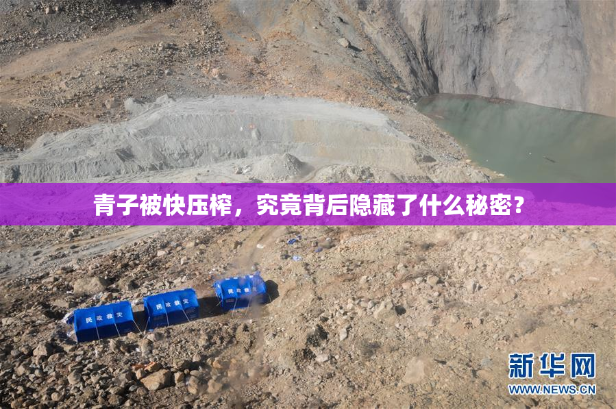 青子被快压榨，究竟背后隐藏了什么秘密？
