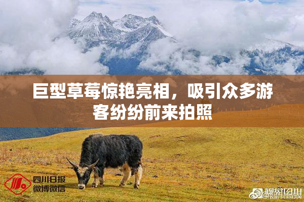 巨型草莓惊艳亮相，吸引众多游客纷纷前来拍照