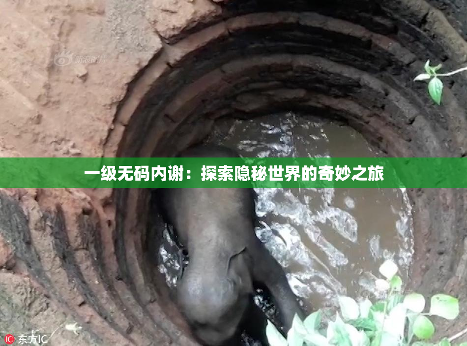一级无码内谢：探索隐秘世界的奇妙之旅