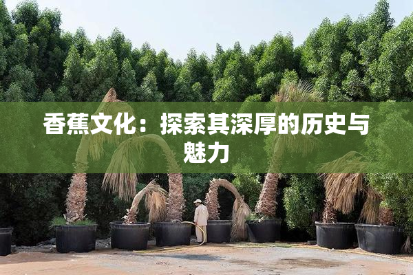 香蕉文化：探索其深厚的历史与魅力