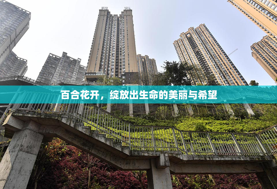 百合花开，绽放出生命的美丽与希望