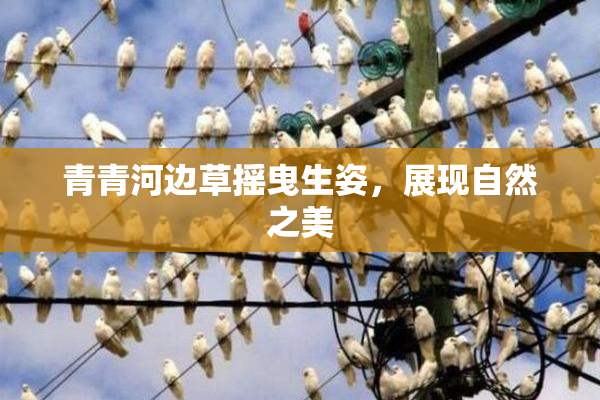 青青河边草摇曳生姿，展现自然之美