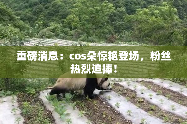 重磅消息：cos朵惊艳登场，粉丝热烈追捧！