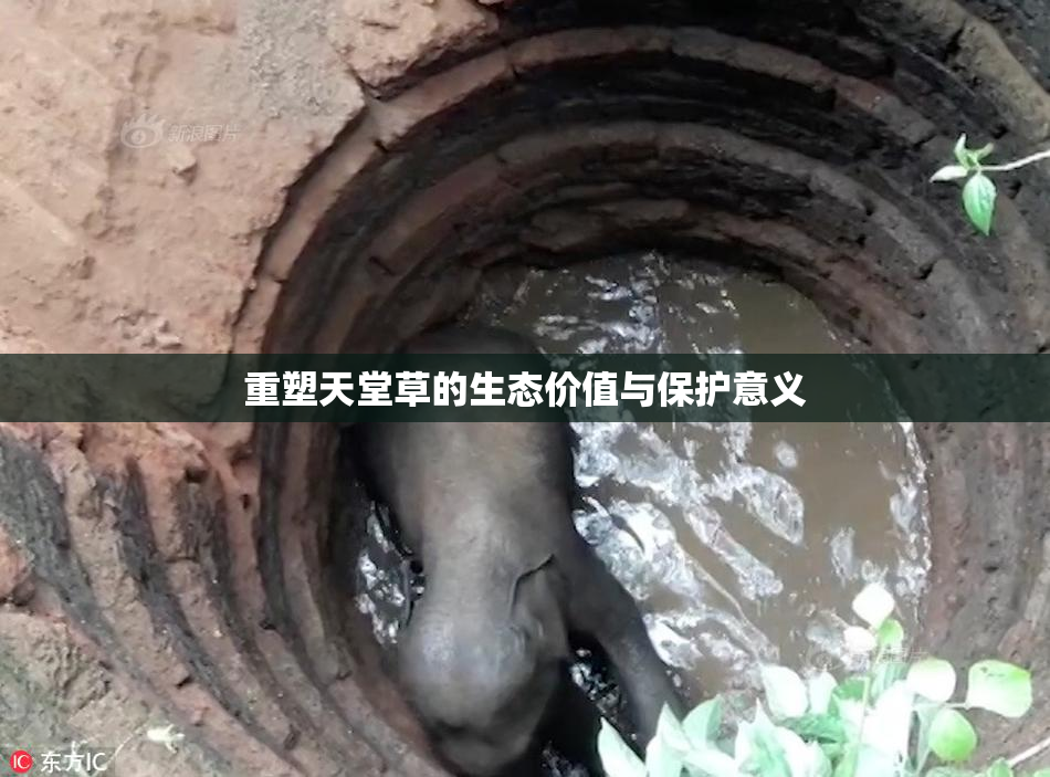 重塑天堂草的生态价值与保护意义