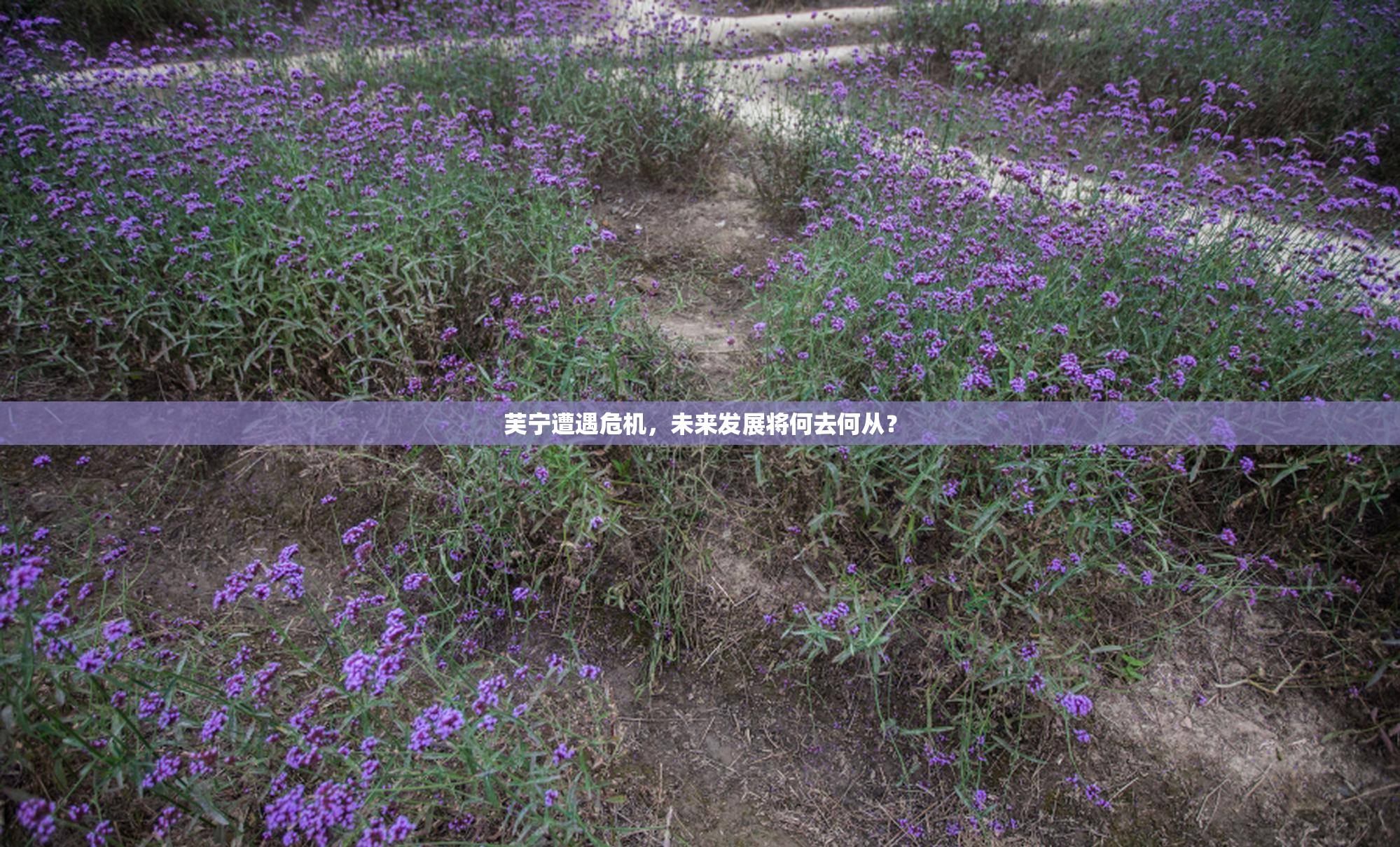 芙宁遭遇危机，未来发展将何去何从？