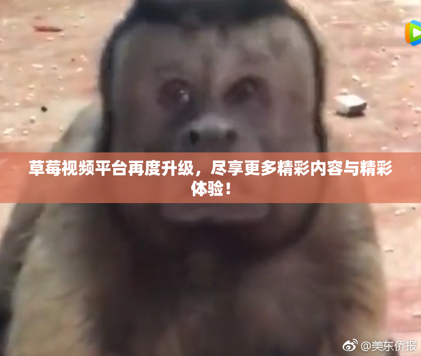 草莓视频平台再度升级，尽享更多精彩内容与精彩体验！