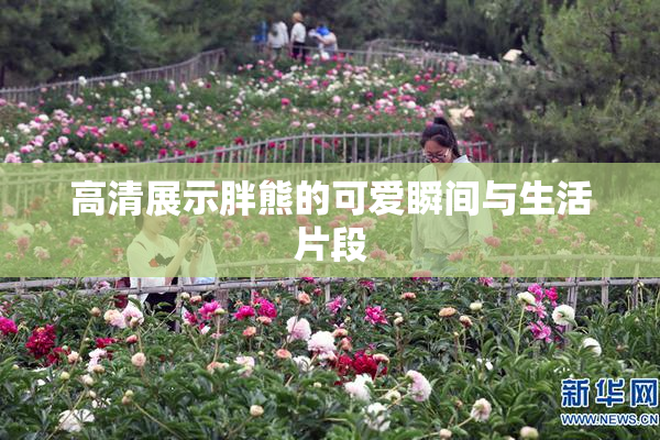高清展示胖熊的可爱瞬间与生活片段