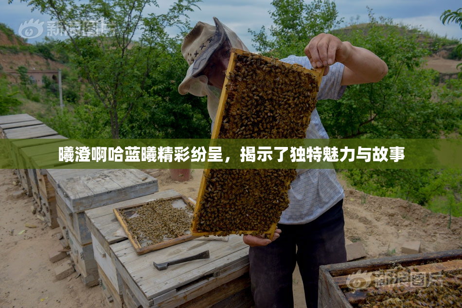 曦澄啊哈蓝曦精彩纷呈，揭示了独特魅力与故事