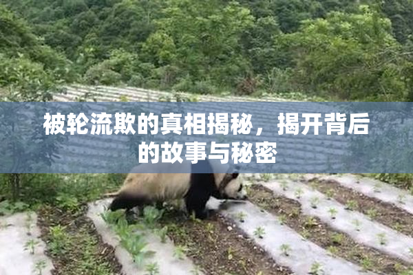 被轮流欺的真相揭秘，揭开背后的故事与秘密