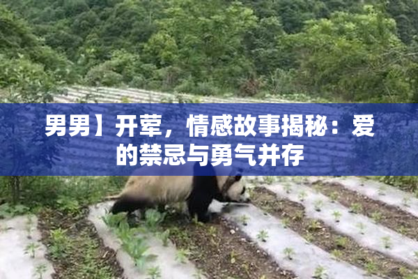 男男】开荤，情感故事揭秘：爱的禁忌与勇气并存