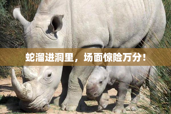 蛇溜进洞里，场面惊险万分！