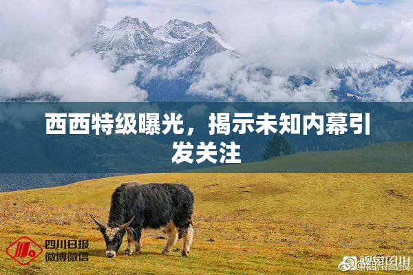 西西特级曝光，揭示未知内幕引发关注