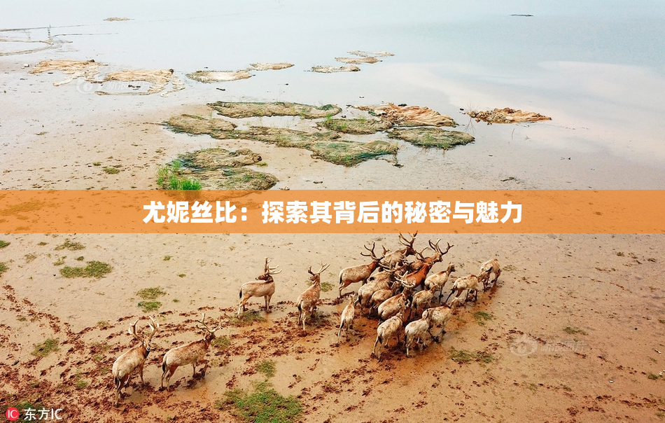 尤妮丝比：探索其背后的秘密与魅力