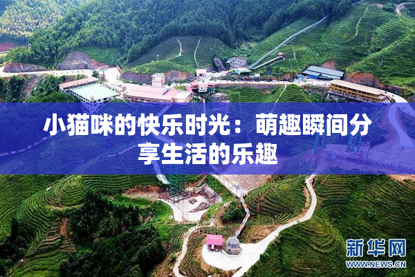 小猫咪的快乐时光：萌趣瞬间分享生活的乐趣