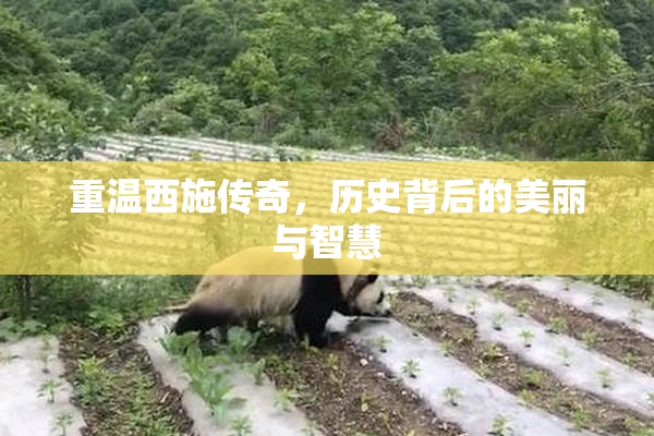 重温西施传奇，历史背后的美丽与智慧