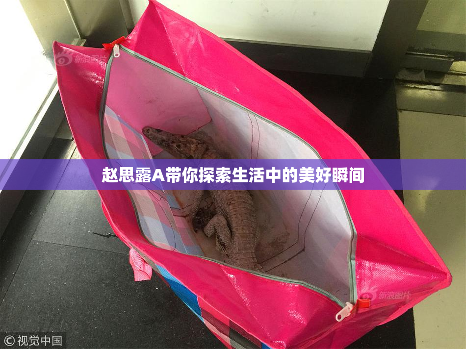 赵思露A带你探索生活中的美好瞬间