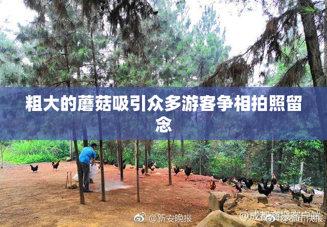 粗大的蘑菇吸引众多游客争相拍照留念