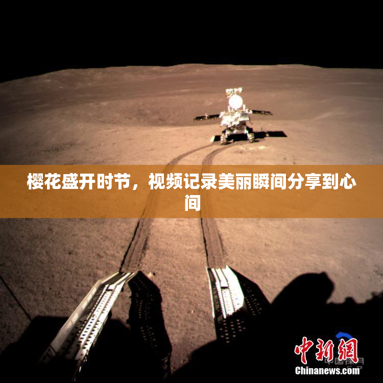 樱花盛开时节，视频记录美丽瞬间分享到心间