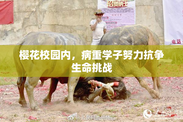 樱花校园内，病重学子努力抗争生命挑战