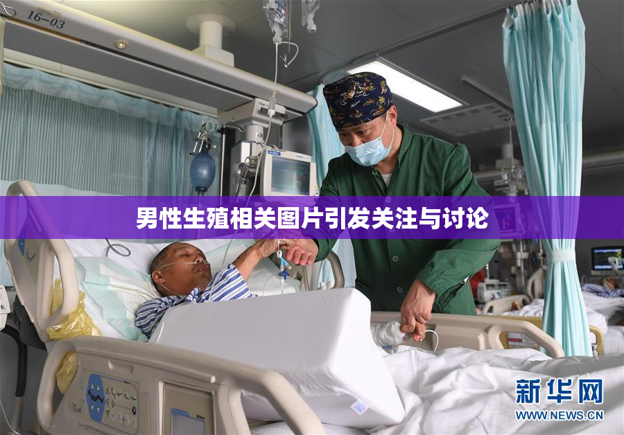 男性生殖相关图片引发关注与讨论