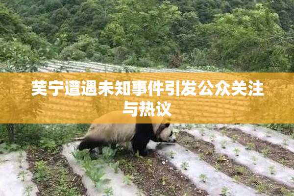 芙宁遭遇未知事件引发公众关注与热议
