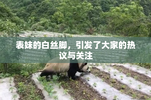 表妹的白丝脚，引发了大家的热议与关注