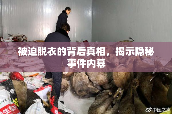 被迫脱衣的背后真相，揭示隐秘事件内幕