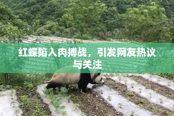 红蝶陷入肉搏战，引发网友热议与关注