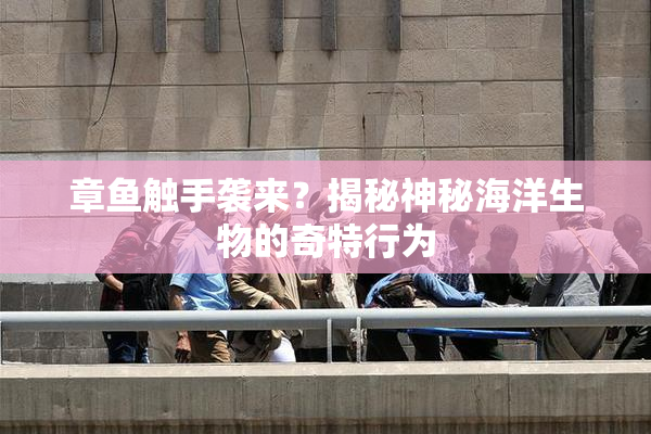 章鱼触手袭来？揭秘神秘海洋生物的奇特行为