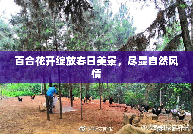百合花开绽放春日美景，尽显自然风情