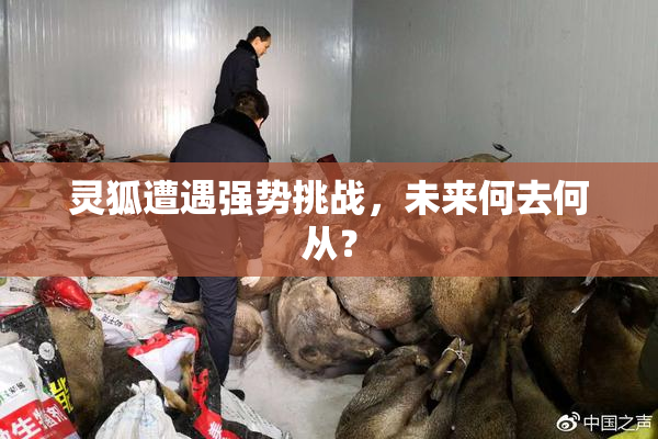 灵狐遭遇强势挑战，未来何去何从？