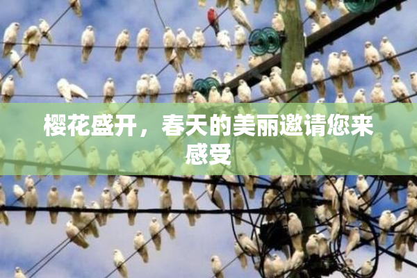 樱花盛开，春天的美丽邀请您来感受