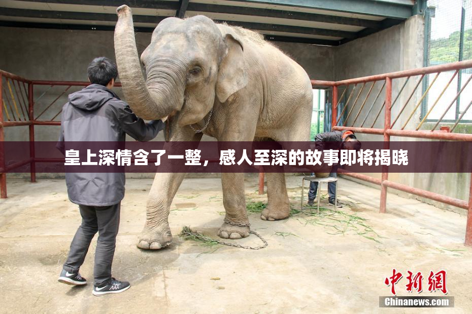 皇上深情含了一整，感人至深的故事即将揭晓