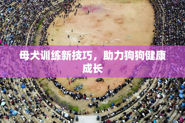 母犬训练新技巧，助力狗狗健康成长