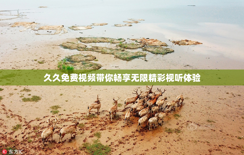 久久免费视频带你畅享无限精彩视听体验