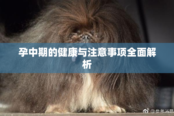 孕中期的健康与注意事项全面解析
