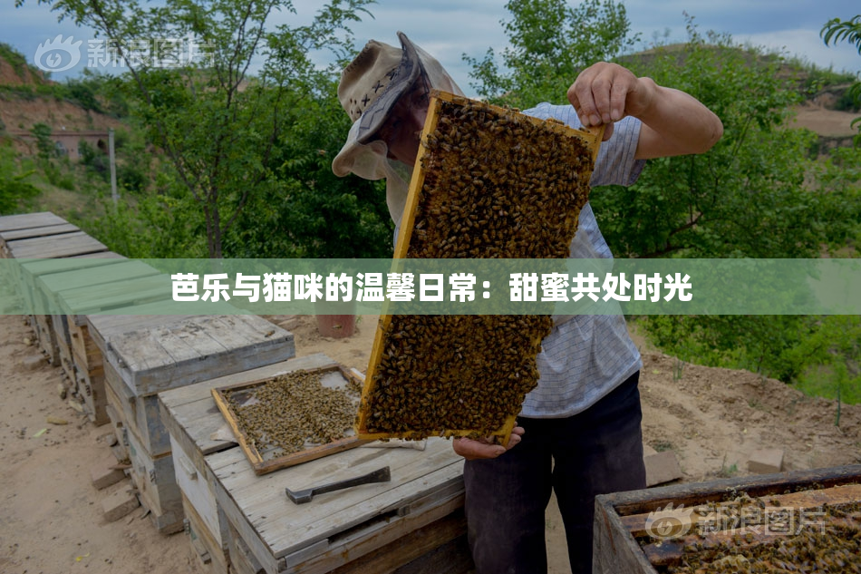 芭乐与猫咪的温馨日常：甜蜜共处时光