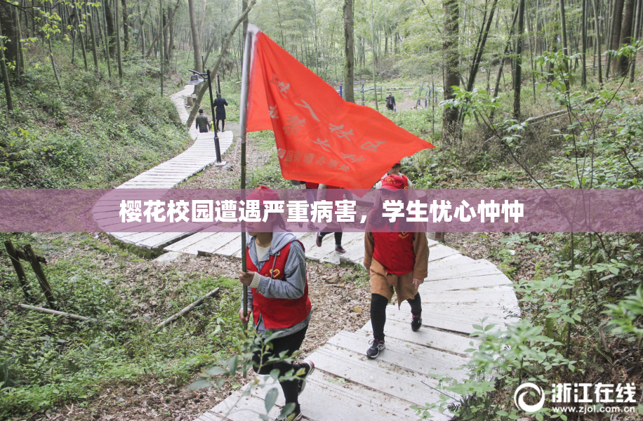 樱花校园遭遇严重病害，学生忧心忡忡