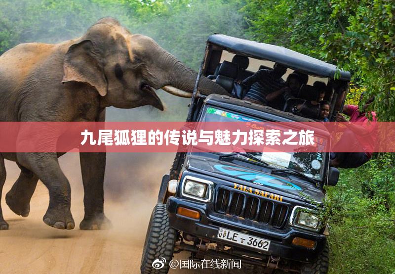 九尾狐狸的传说与魅力探索之旅