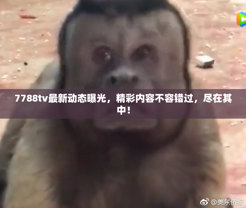 7788tv最新动态曝光，精彩内容不容错过，尽在其中！
