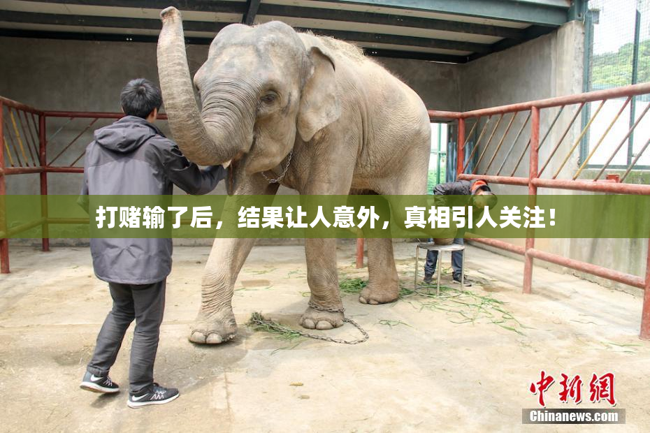 打赌输了后，结果让人意外，真相引人关注！