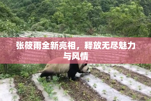 张筱雨全新亮相，释放无尽魅力与风情