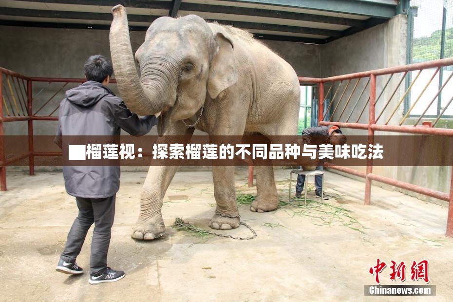 ▇榴莲视：探索榴莲的不同品种与美味吃法